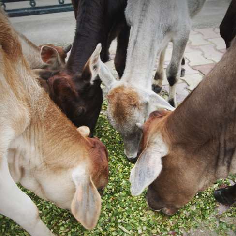 The trust has also built Gaushala which is a home to several cows. As cow is a valuable animal in Hindu religion, so taking care of cows is itself a K
